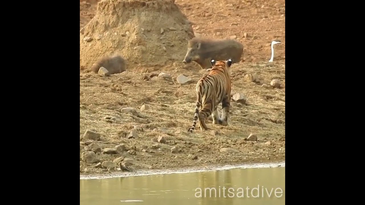 Tygrys na Dziku 🐗 Polowanie #Tigeronboarhunt #Tygrys #tadoba #dzik #polowanie
