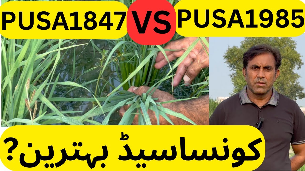 PUSA#1847 Vs PUSA#1985 | Shahid Mehmood Awan | Awan Rice Mills Research Farm | #weather