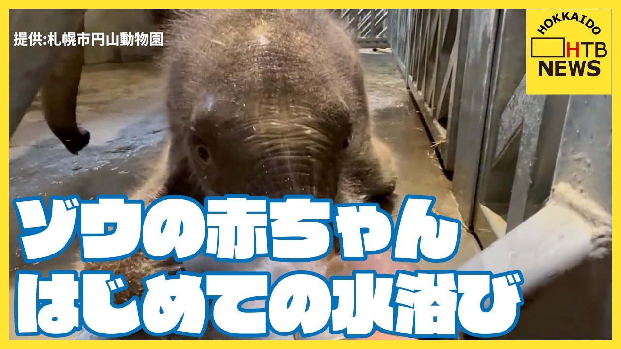 はじめての水浴びに興味津々　札幌市円山動物園のゾウの赤ちゃん　まもなく生まれて1週間