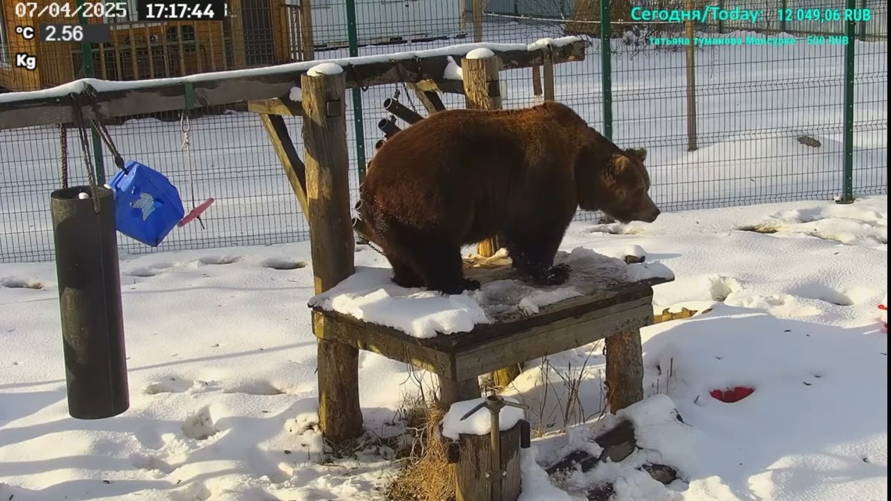 07.04.2025    17:12       Мансур - добытчик.