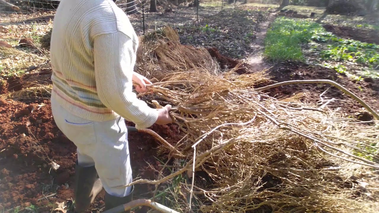 这样改良土地，好几年不用施底肥，一劳永益.（6）
