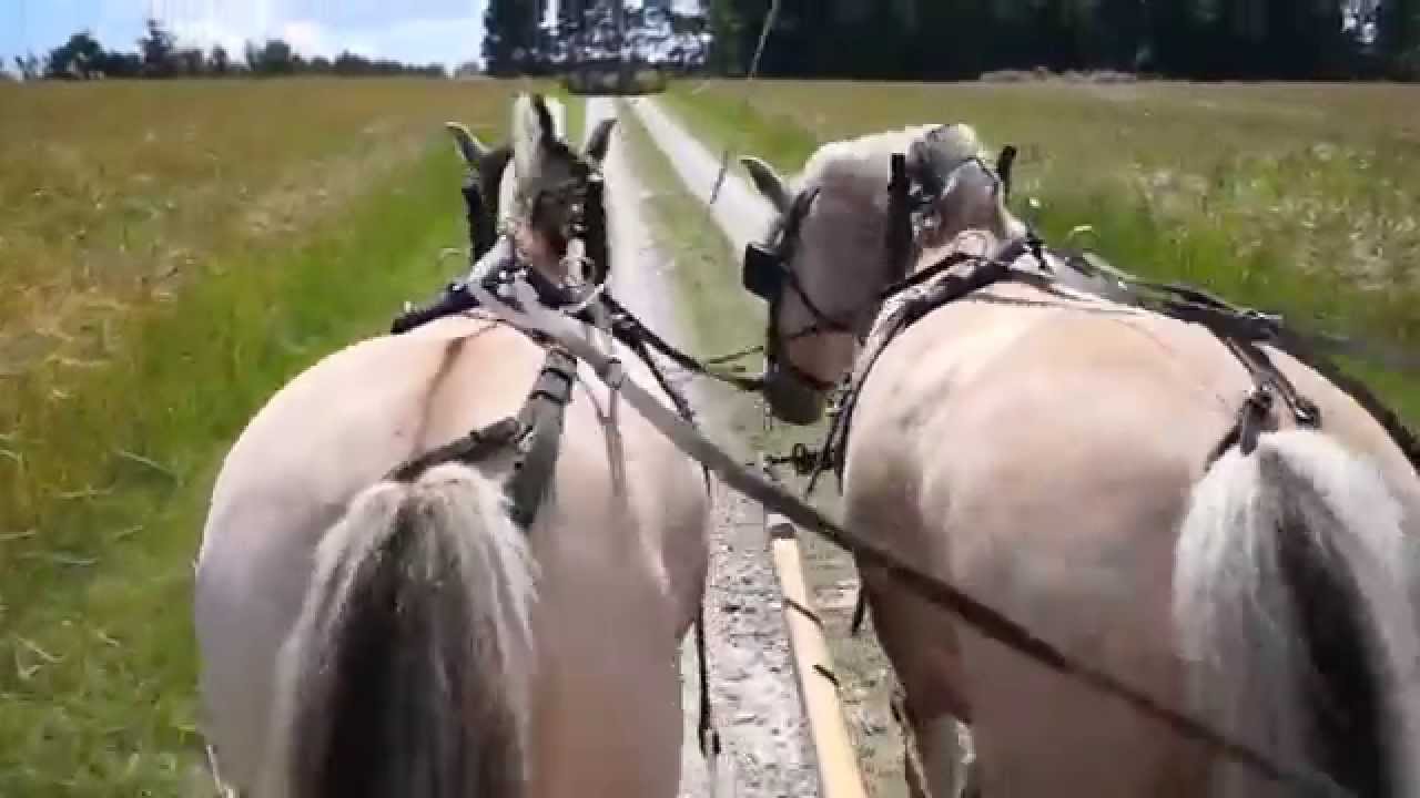 Lej en Gård, Avl Heste/ På Opdagelse Djursland
