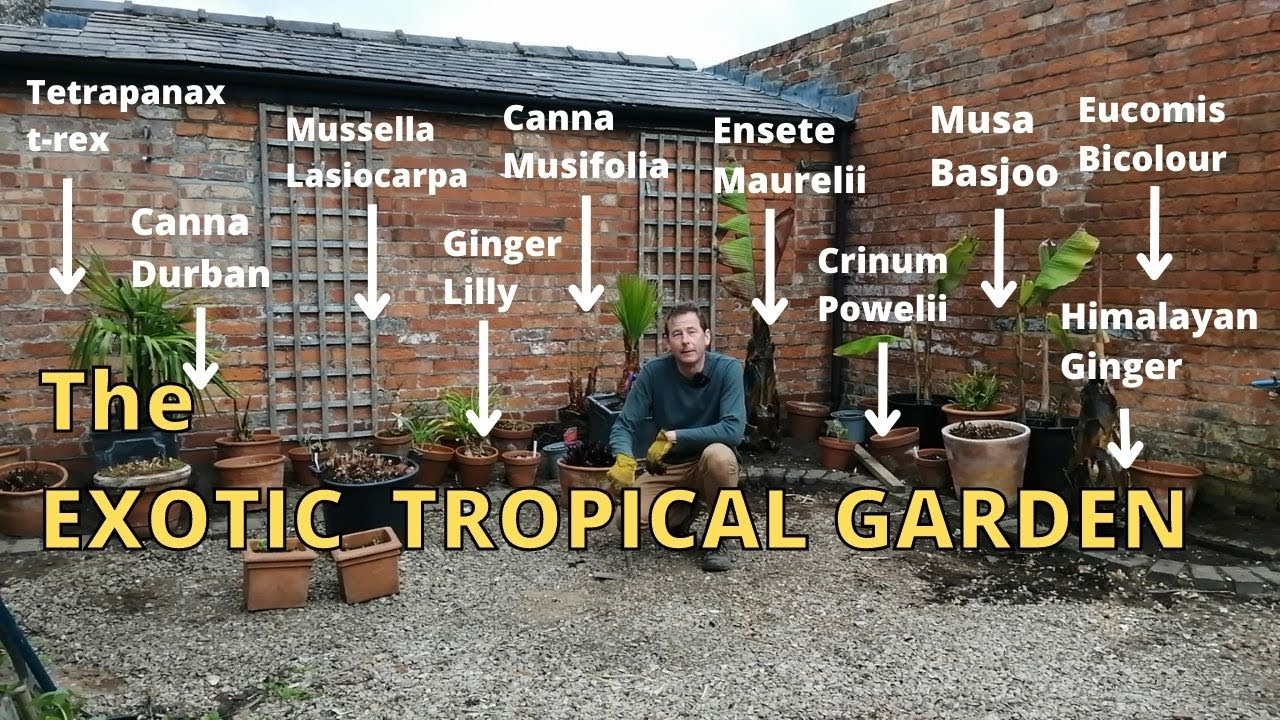 UK Exotic Tropical Gardening