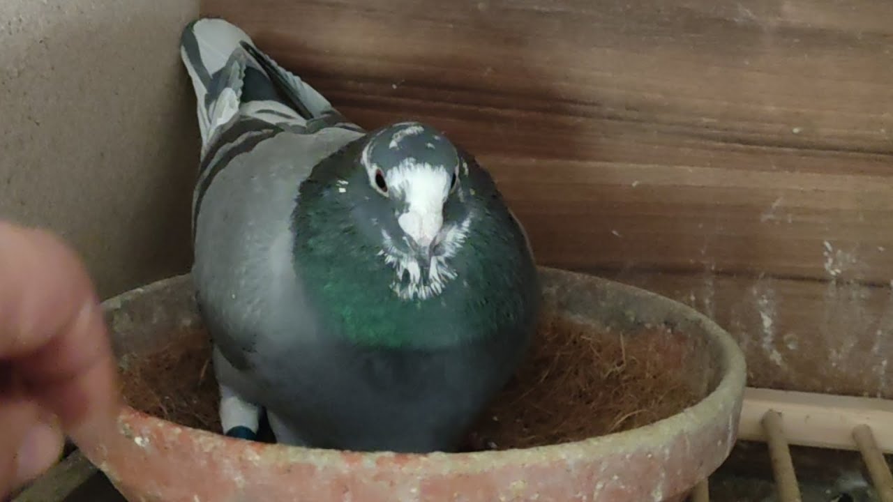 Lęgi start 😁🕊️ Były gotowe czy jednak klapa?😳🙄 Karmienie przed pierwszymi oblotami..