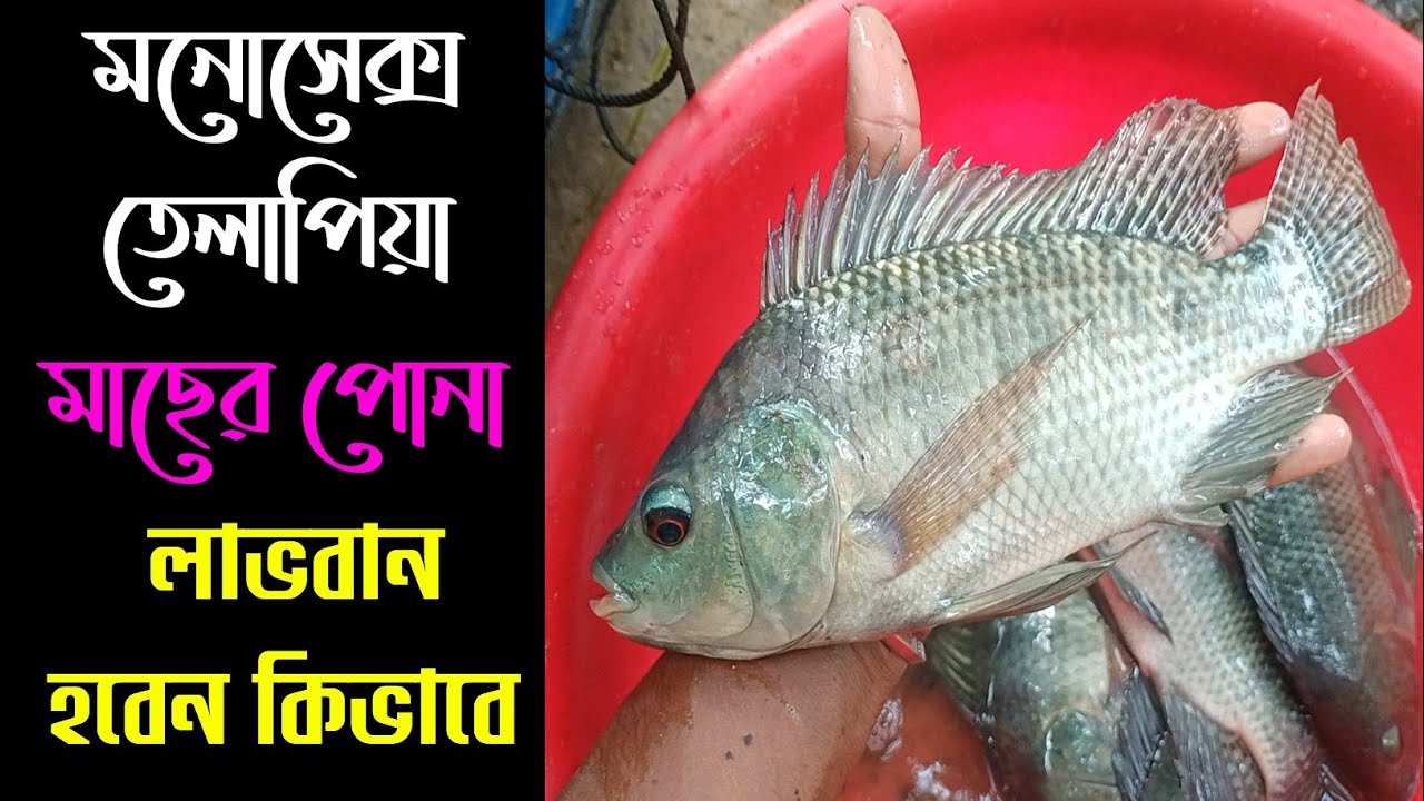 মনোসেক্স তেলাপিয়া মাছের পোনা লাভবান হবেন কিভাবে