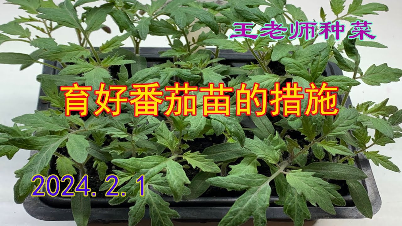 育好番茄苗的措施