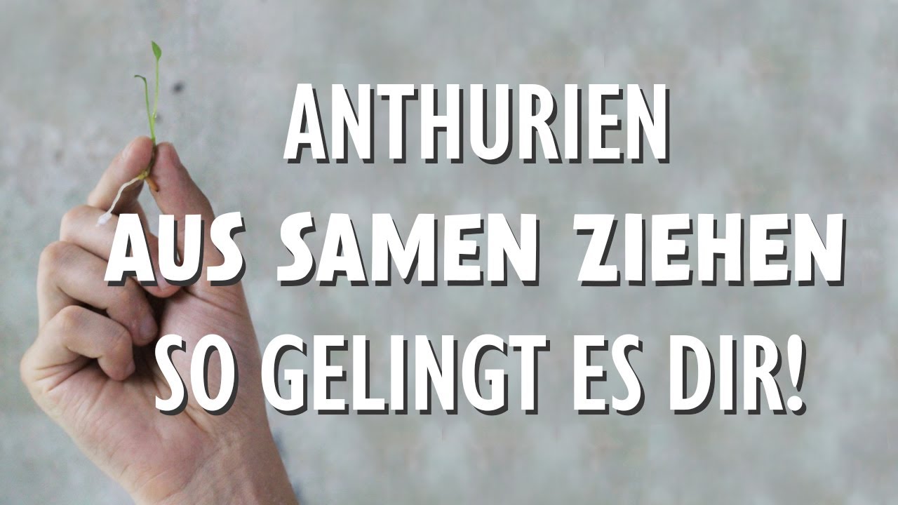 Anthurien aus Samen ziehen: Mit dieser Methode gelingt es Dir!