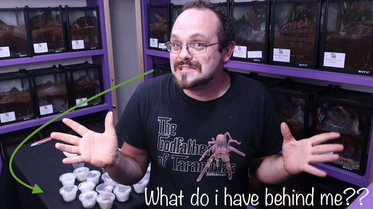 Unboxing Australia’s largest kept  scorpion (urodacus Elongatus)