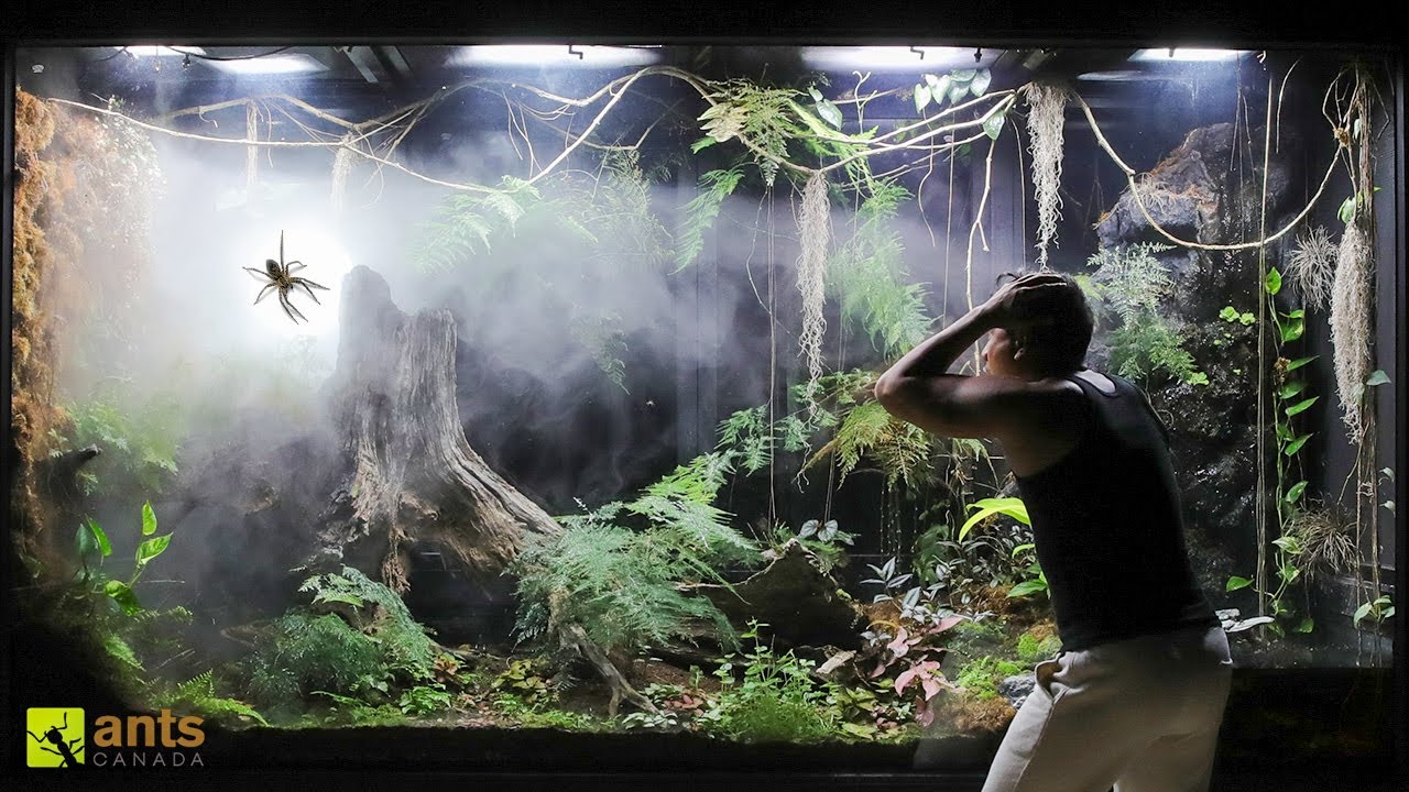 How a Huntsman Spider Returned From the Dead in My Giant Rainforest Vivarium