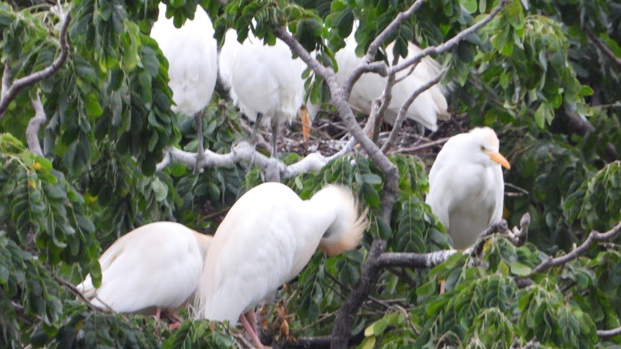 LAS GARZAS H&Aacute;BITAT 🕊️
