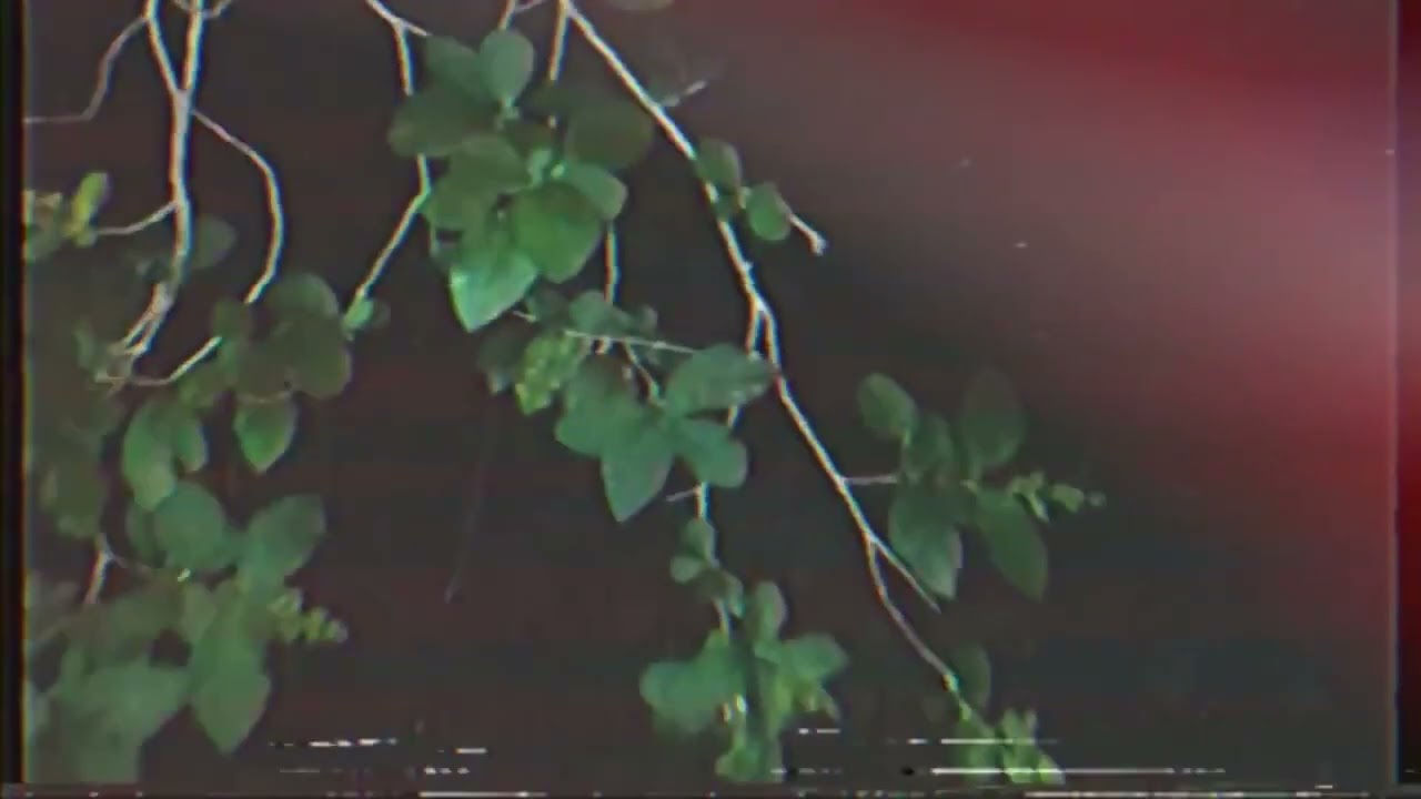 Antonio Irún, Virginia & the Wolf - Apolo y Dafne (Desobediencia Tecnológica Remix) (Visualizer)
