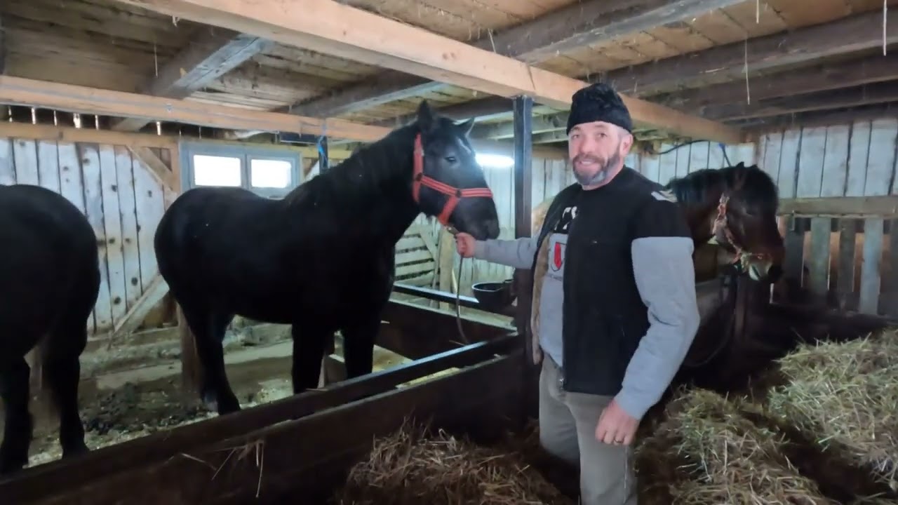 Caii Baciului Cosarca Sorin -Paiele Nu Trebuie să Lipsească De la Animale .Sarmas .Harghita 
