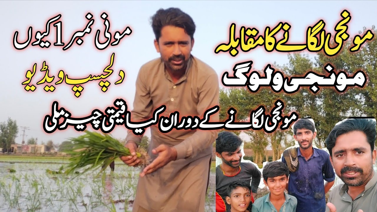 Rice Cultivation Vlog | چاول کی کاشت| Munji Vlog | Farming Rice In Pakistan | Tiger Of Chiniot