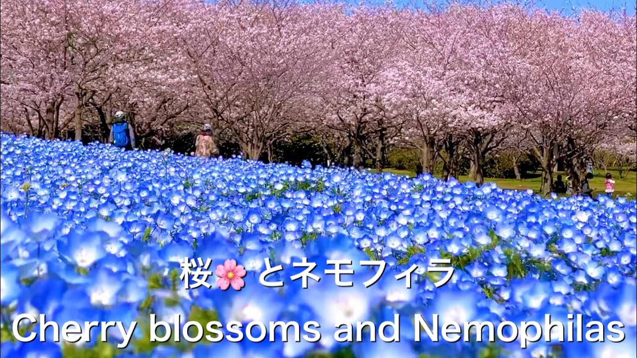 「4K」桜とネモフィラ2020 Cherry blossoms and Nemophilas