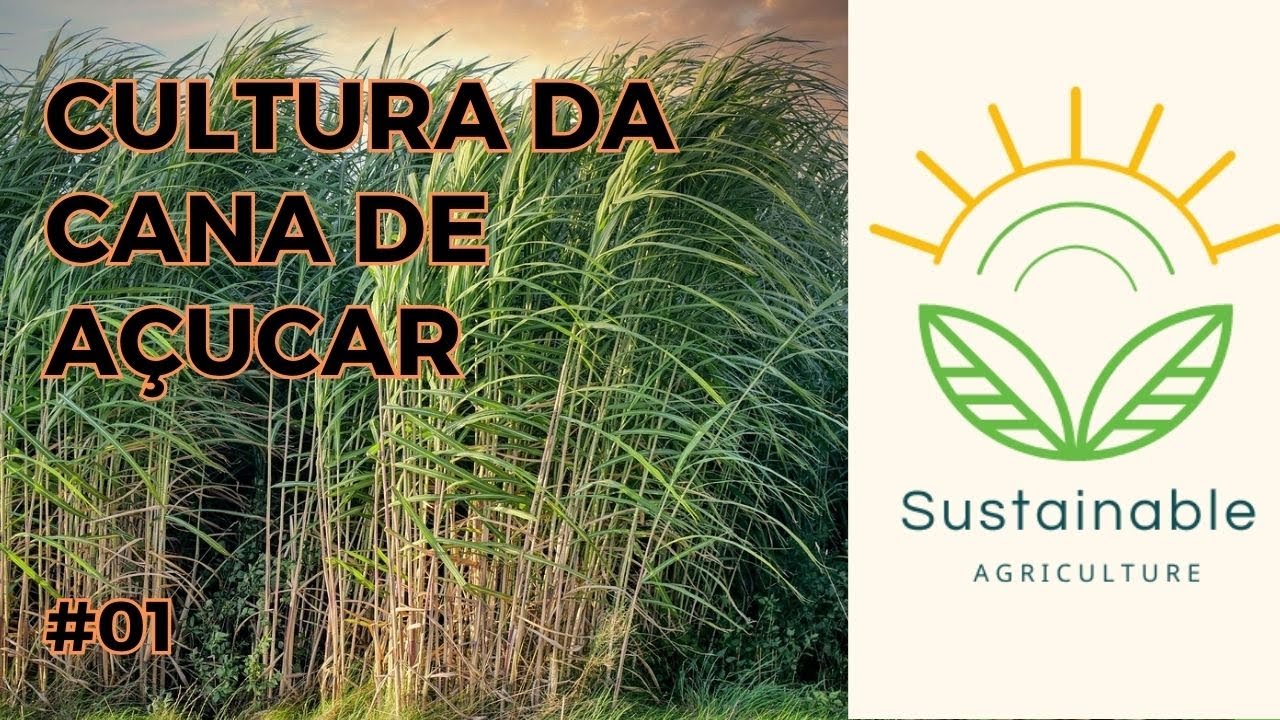 Aspectos Gerais da Cultura da Cana de Açucar #canadeacucar