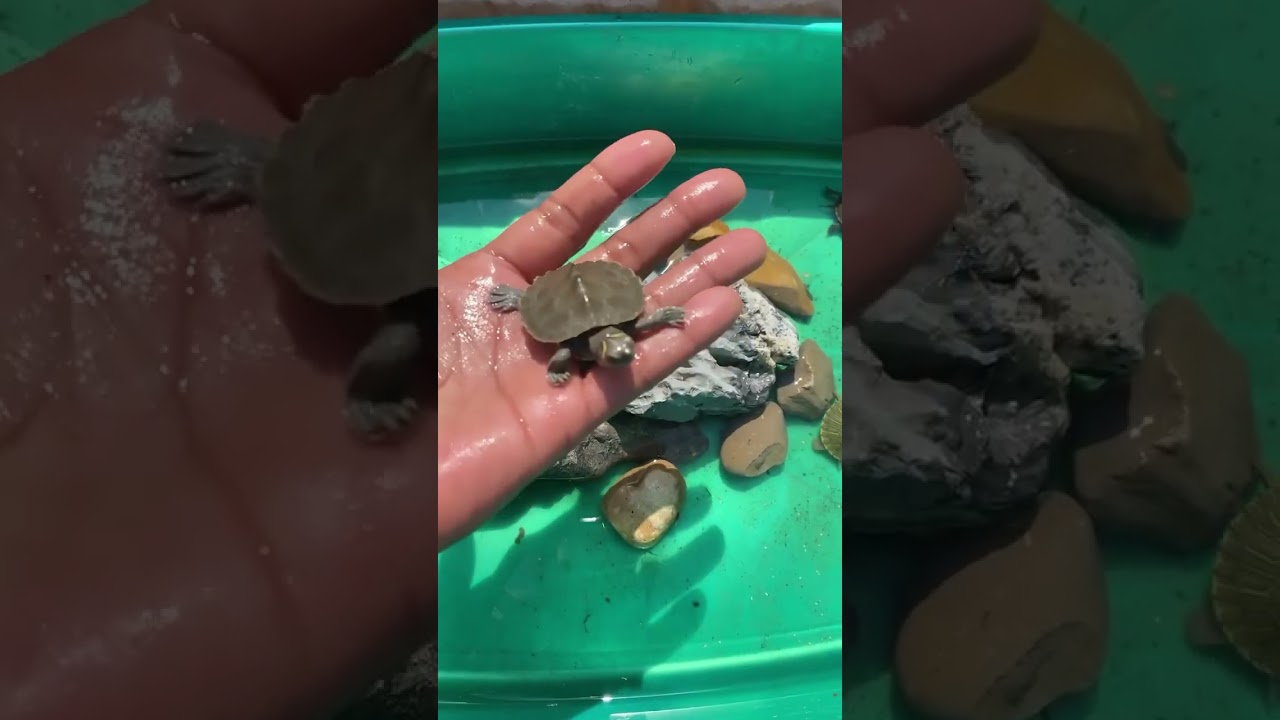 🐢🐢