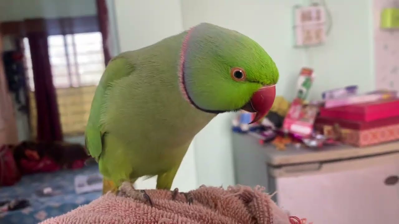 Ab Mitthuwa thik ho Gaya hai 😊finally talking parrot recovered 