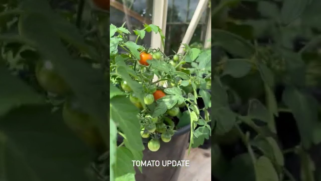 Late June Tomato  Grow-A-Long Update