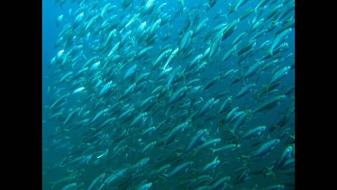 Chasing the Gulf's Massive Migration