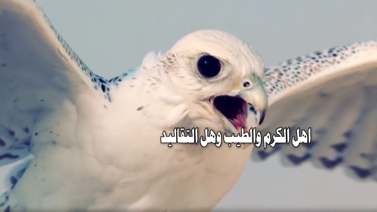 شيلة | حرب السلاطين | كلمات : فهد الخضراني ، اداء : غزاي بن سحاب