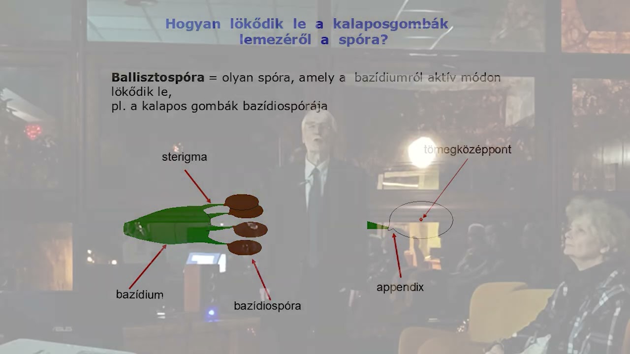 Hogyan segítik a gombák spóráik terjedését