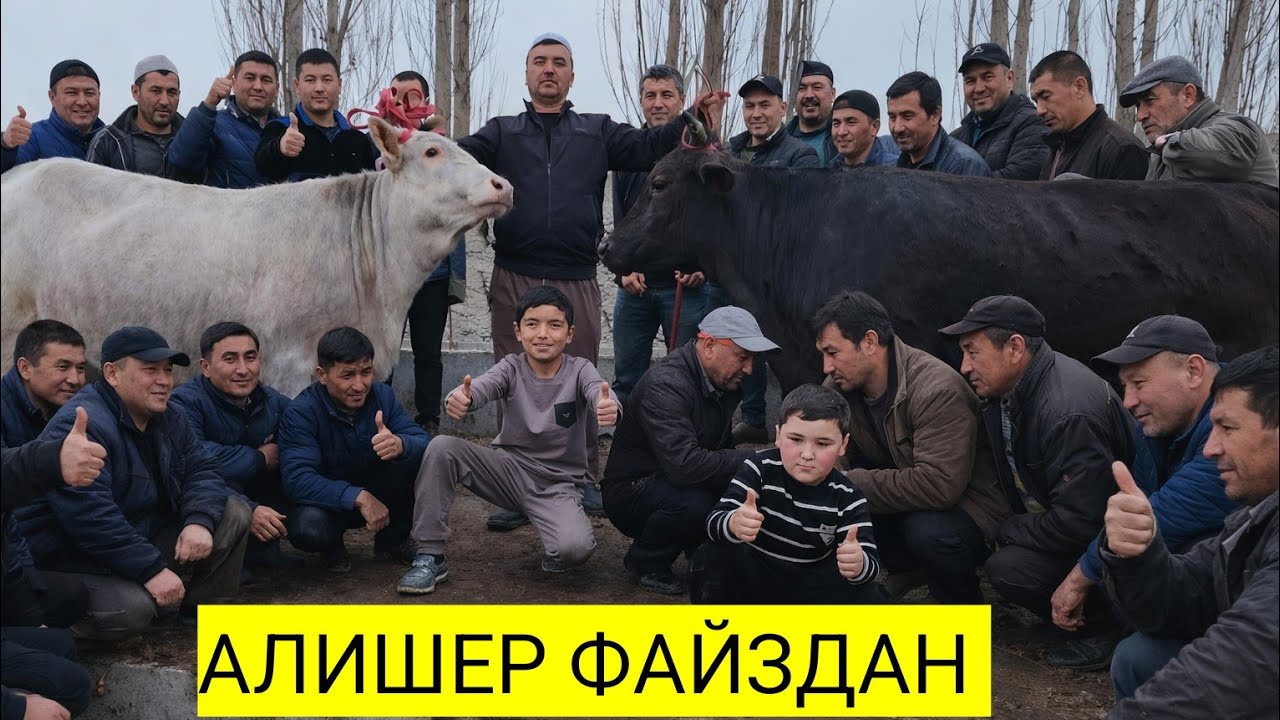 АЛИШЕР ФАЙЗДА ХАР КУНИ МОЛ ТАЛАШ БУЛАДИ🔥 ОЛГАН ОДАМЛАР БАРАКА ТОПСИН ДУСЛАР 