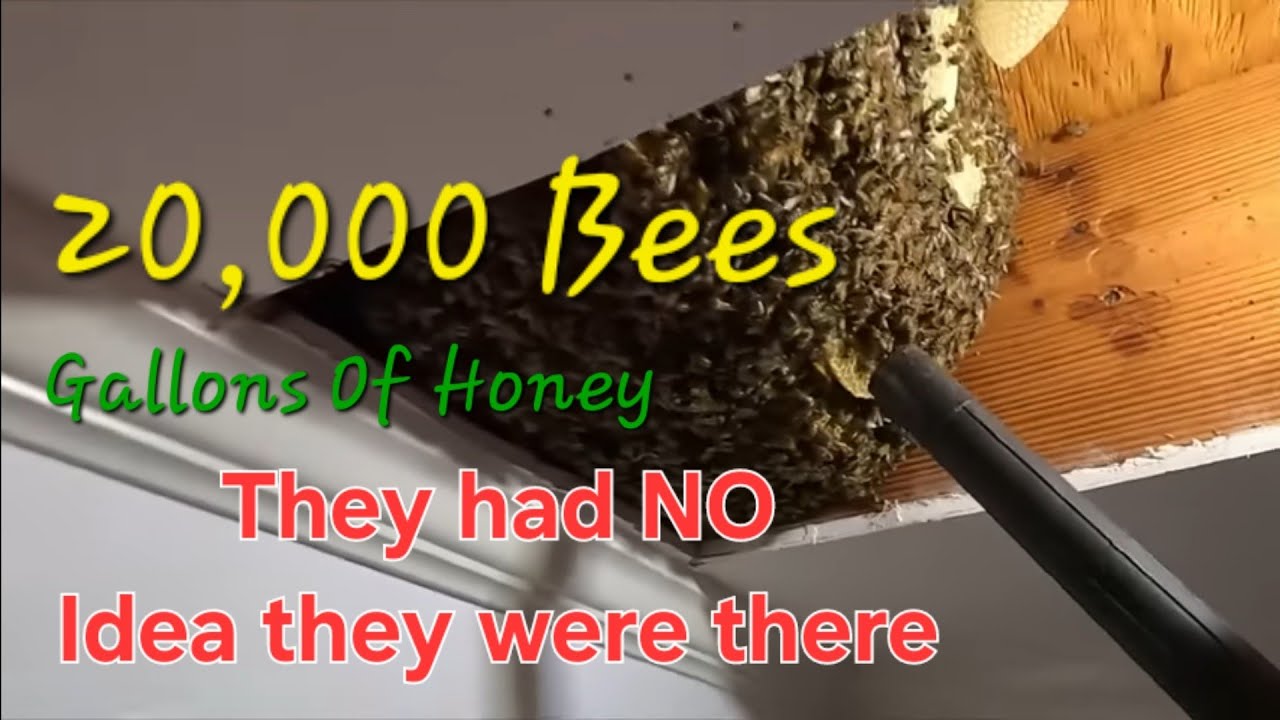 MASSIVE Beehive Found In Their Rental Home