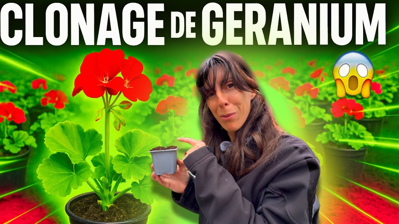 Comment multiplier vos géraniums facilement (et gratuitement) 🌱