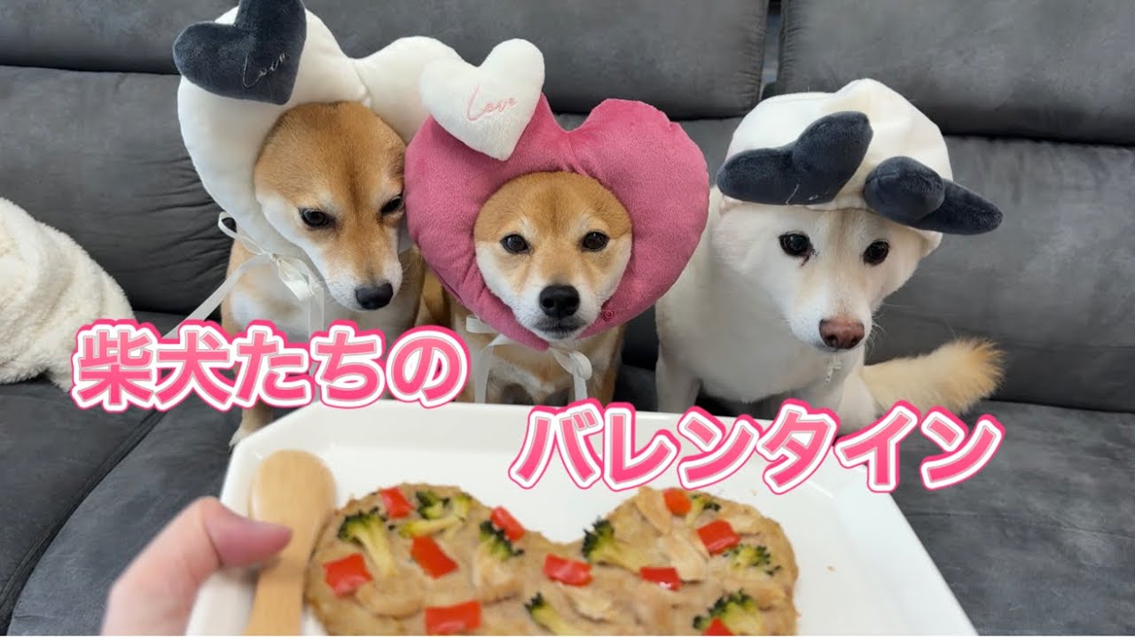 #20 柴犬たちと過ごすバレンタイン🩷ハート型ピザを作ったよ🍕