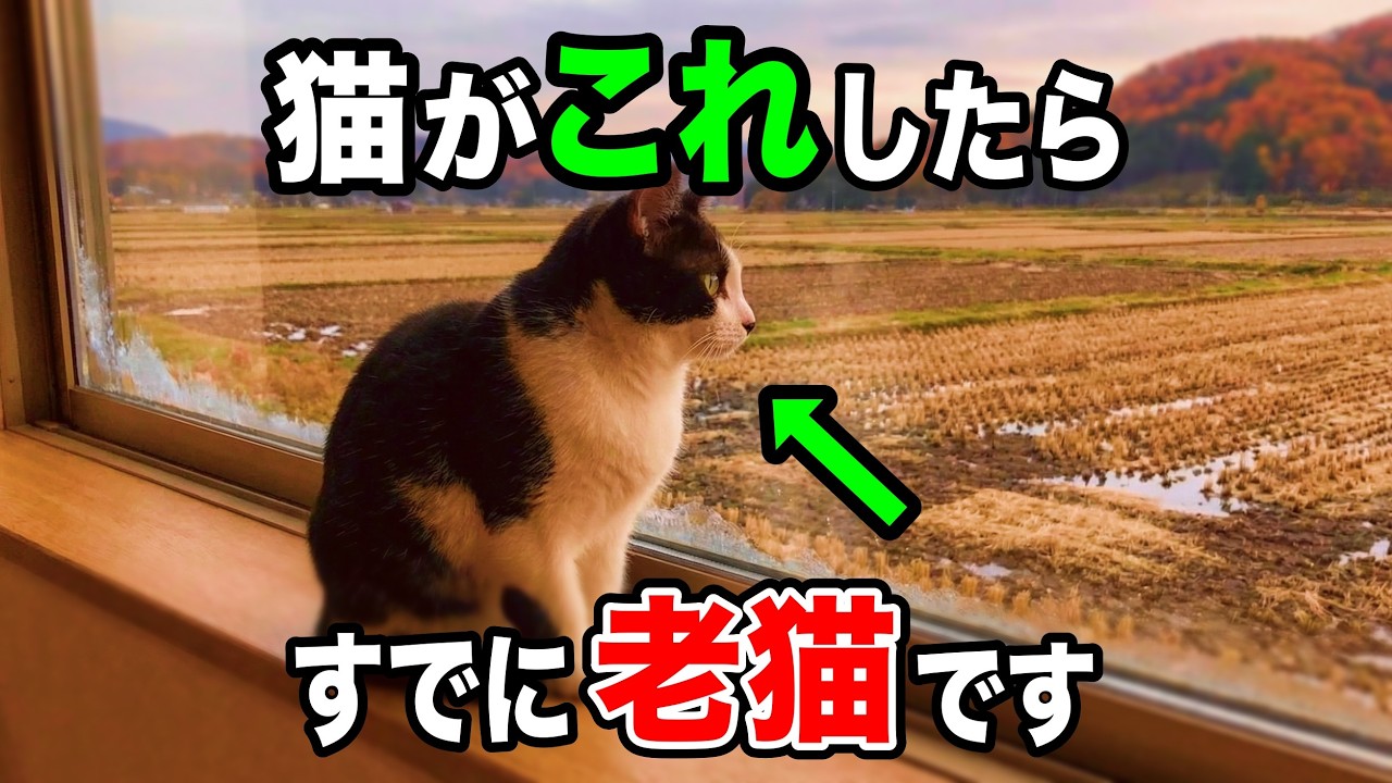 【シニア猫のサイン】7歳以上の猫に起こる変化を獣医師が解説します【2025年最新】