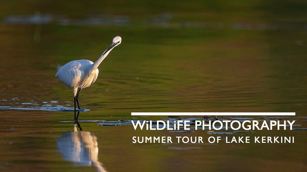 Wild bird photography at Lake Kerkini   Black Storks & Egrets