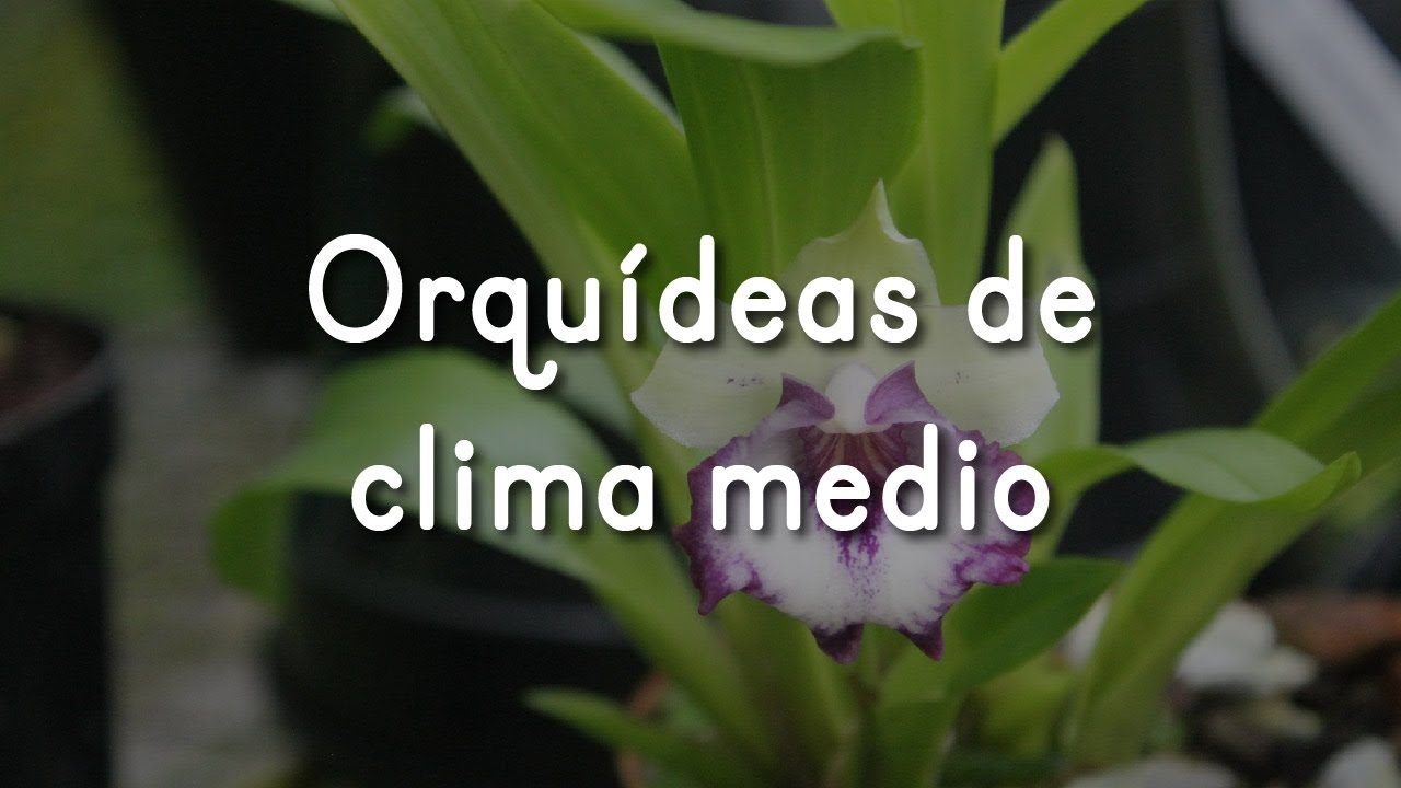 Orquídeas de clima medio - Alma del Bosque