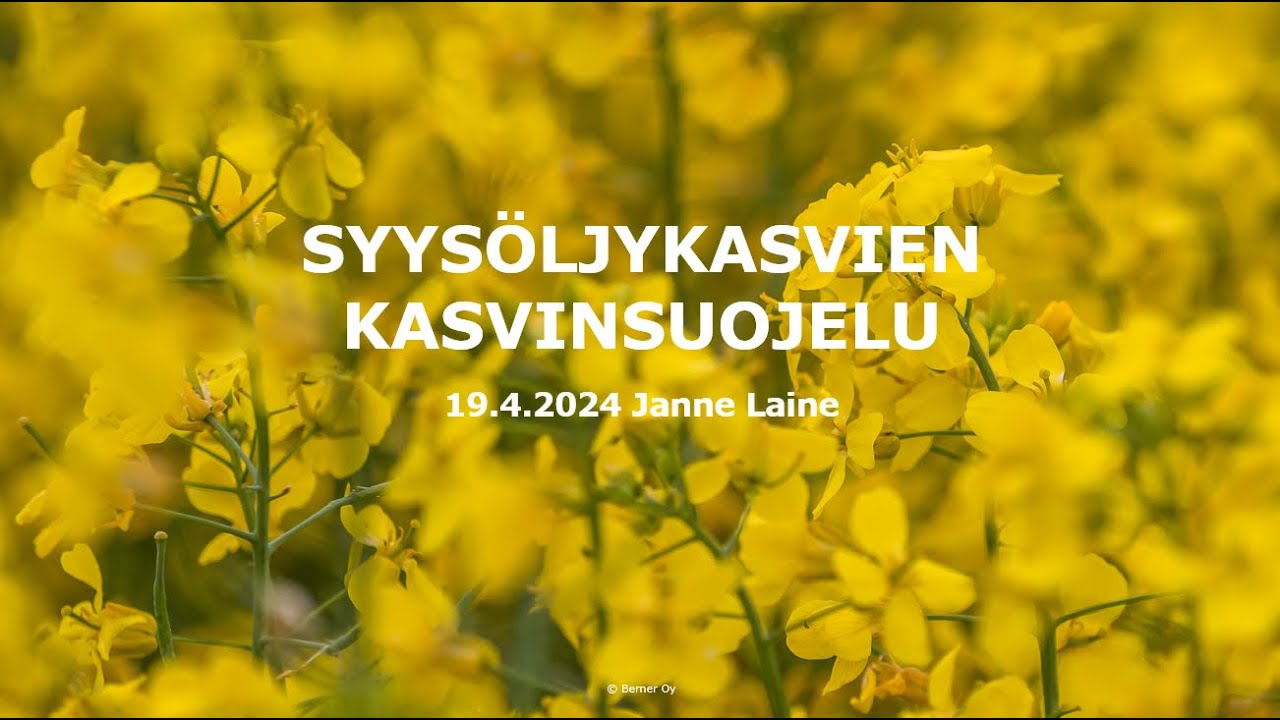Syysöljykasvien kasvinsuojelu