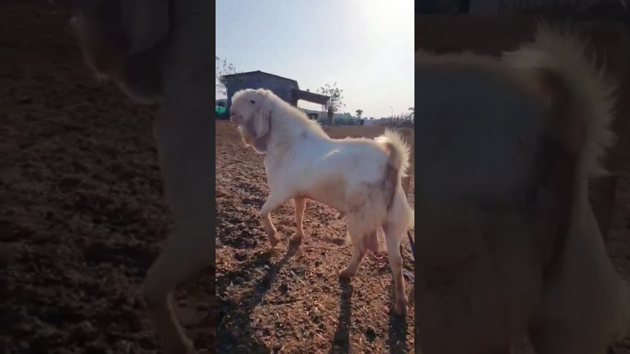 Patira Bakra Big Frame - Zain Goat Farm - #biggoats #bakra #viral #share #farm #goat #farming #reels