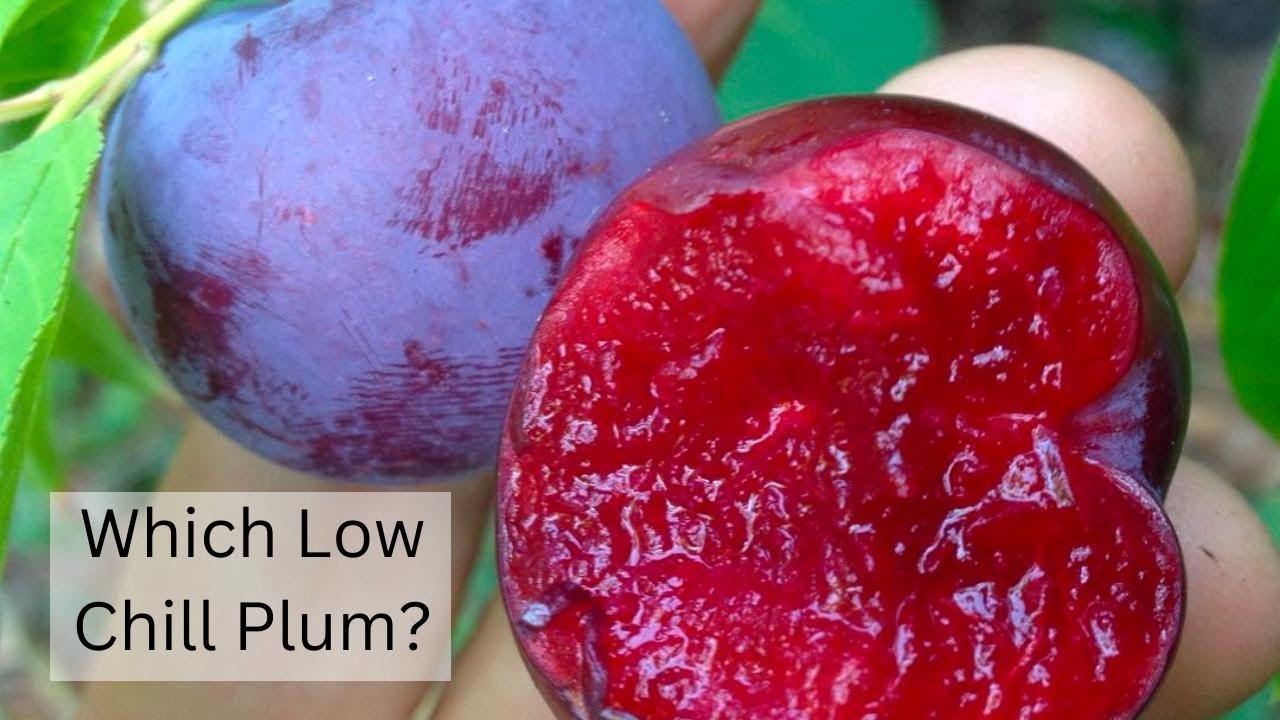 Which Low Chill Plum Trees are right for you?