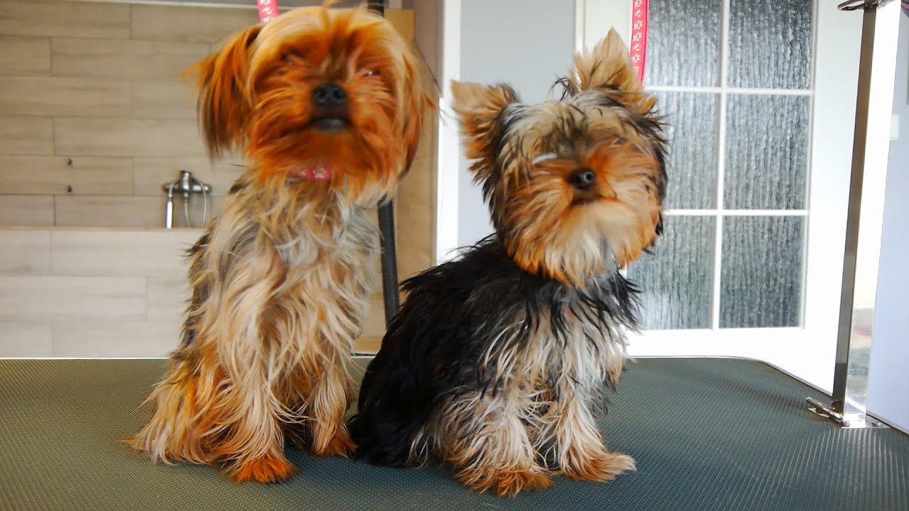 Grooming Yorkies - Mummy with her Son