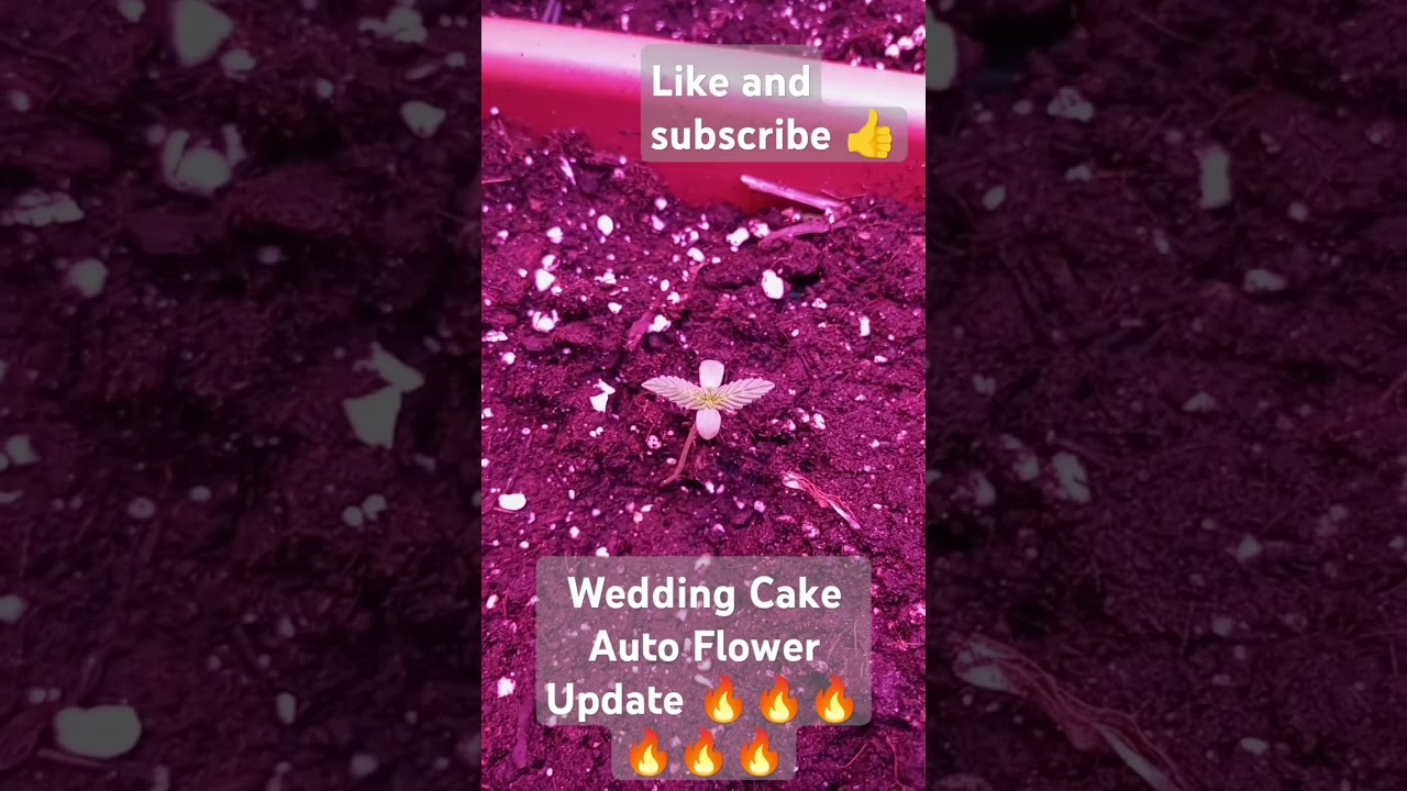 Wedding Cake Auto Flower Update #update #viral #cannabisgrower #cannabisheals #cannabis #usa #love