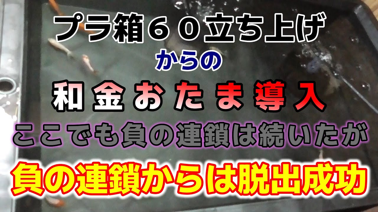 【金魚飼育】プラ箱６０立ち上げからの和金おたま導入