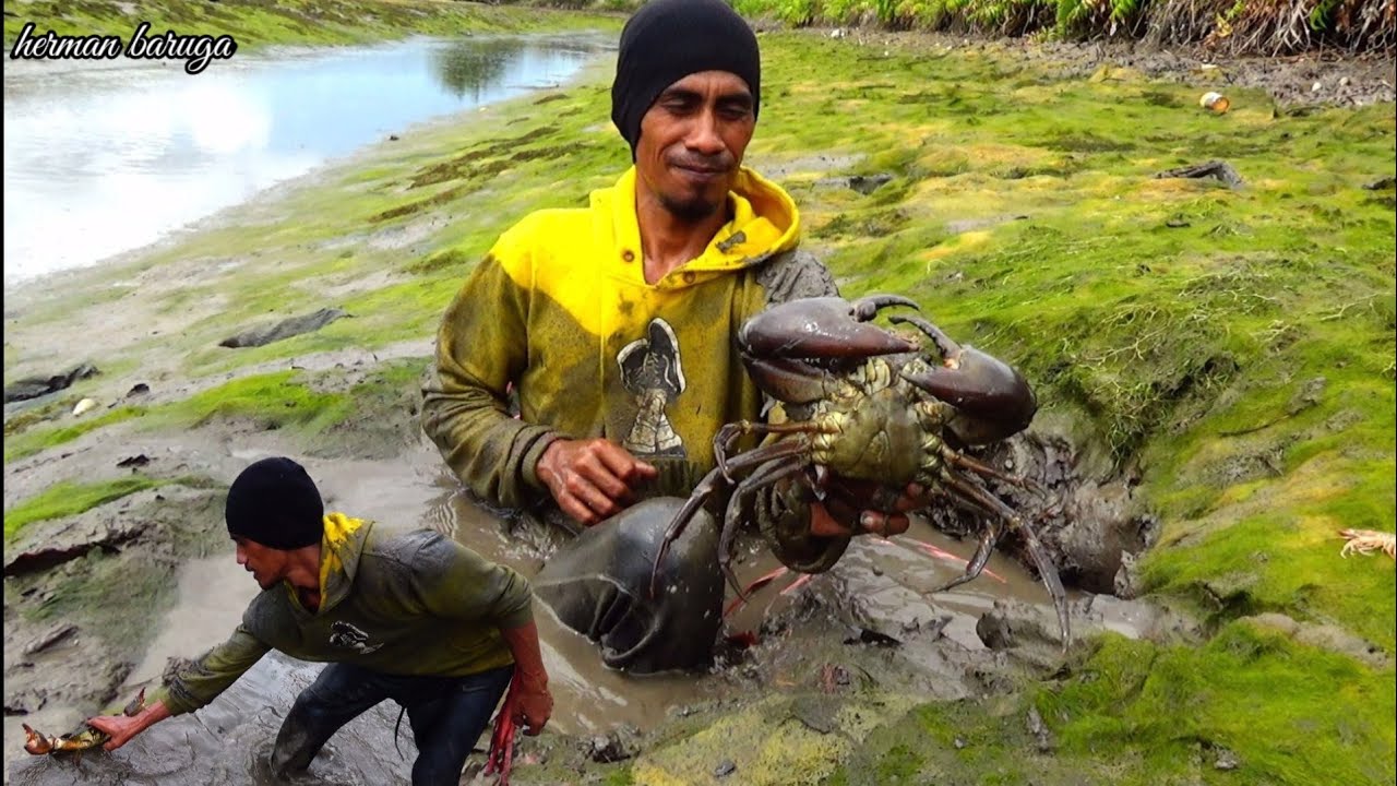 aksi luar biasa!! tangkap kepiting besar di lubang dengan tangan kosong