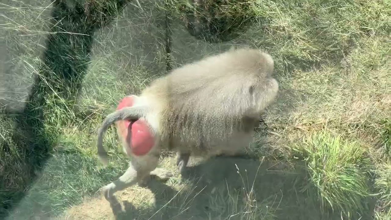San Diego Zoo Primates