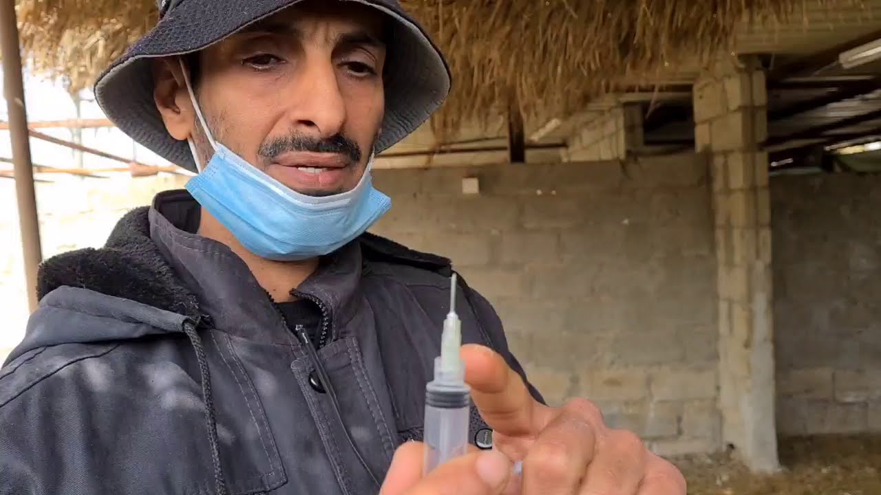 التطعيم المعوي للماعز