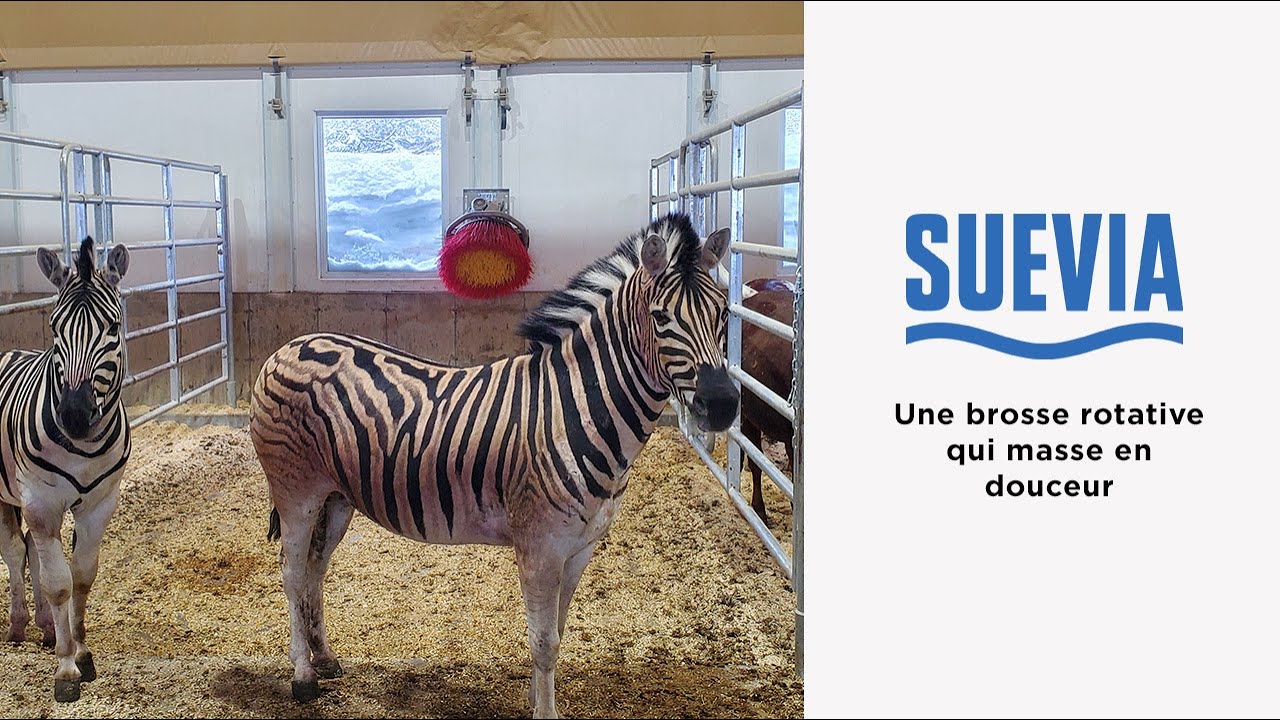 Brosse automatique pour vache Easycleaner de Suevia/Easycleaner automatic cow brush for cows