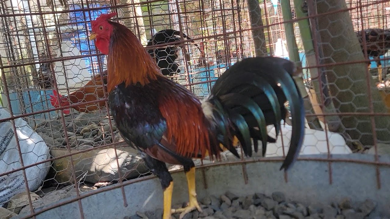 Galleria Rigard Mateo los días de fiesta también se cuidan los Gallos 🐓 