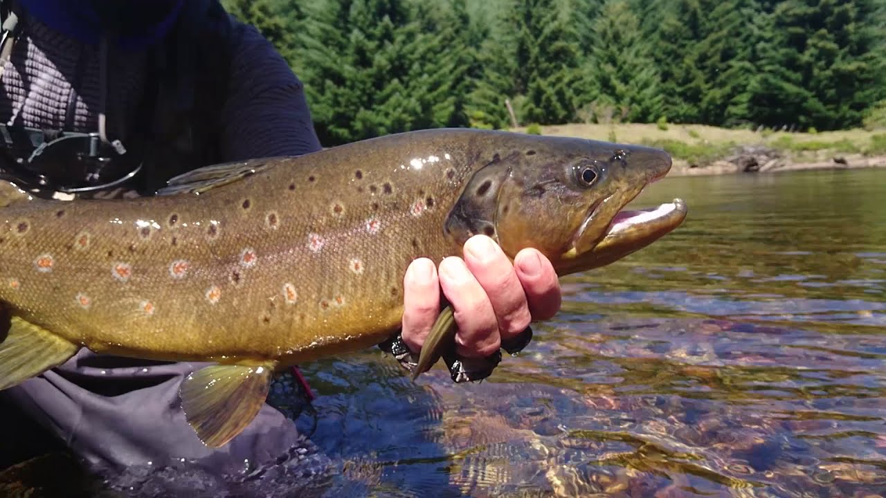 Pêche à la mouche sèche en Patagonie Chilienne - Février 2020