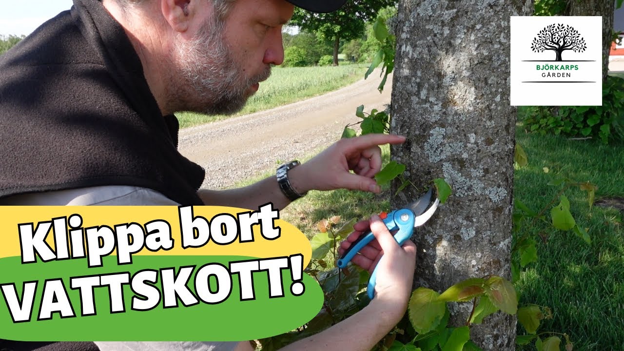 Hur klipper man bort VATTSKOTT? Varför kommer det nya vattskott varje år? Markus berättar!