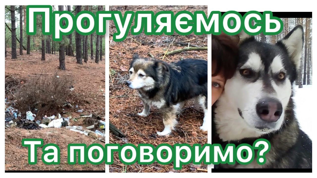 Прогулялися в ліс; розмова про братів наших менших. Отримала посилку з канами🌺від @vitavlogstyle3080
