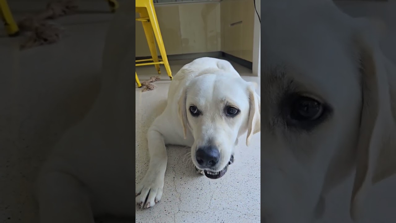 APLLE TIME. #labradorpuppy #doggielife #doglife #labradorretriever #doglove