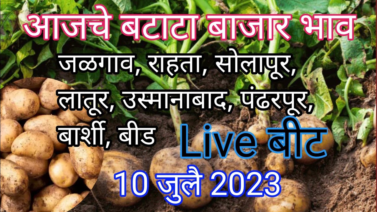 आजचे बटाटा बाजार भाव || batata bajar bhav today