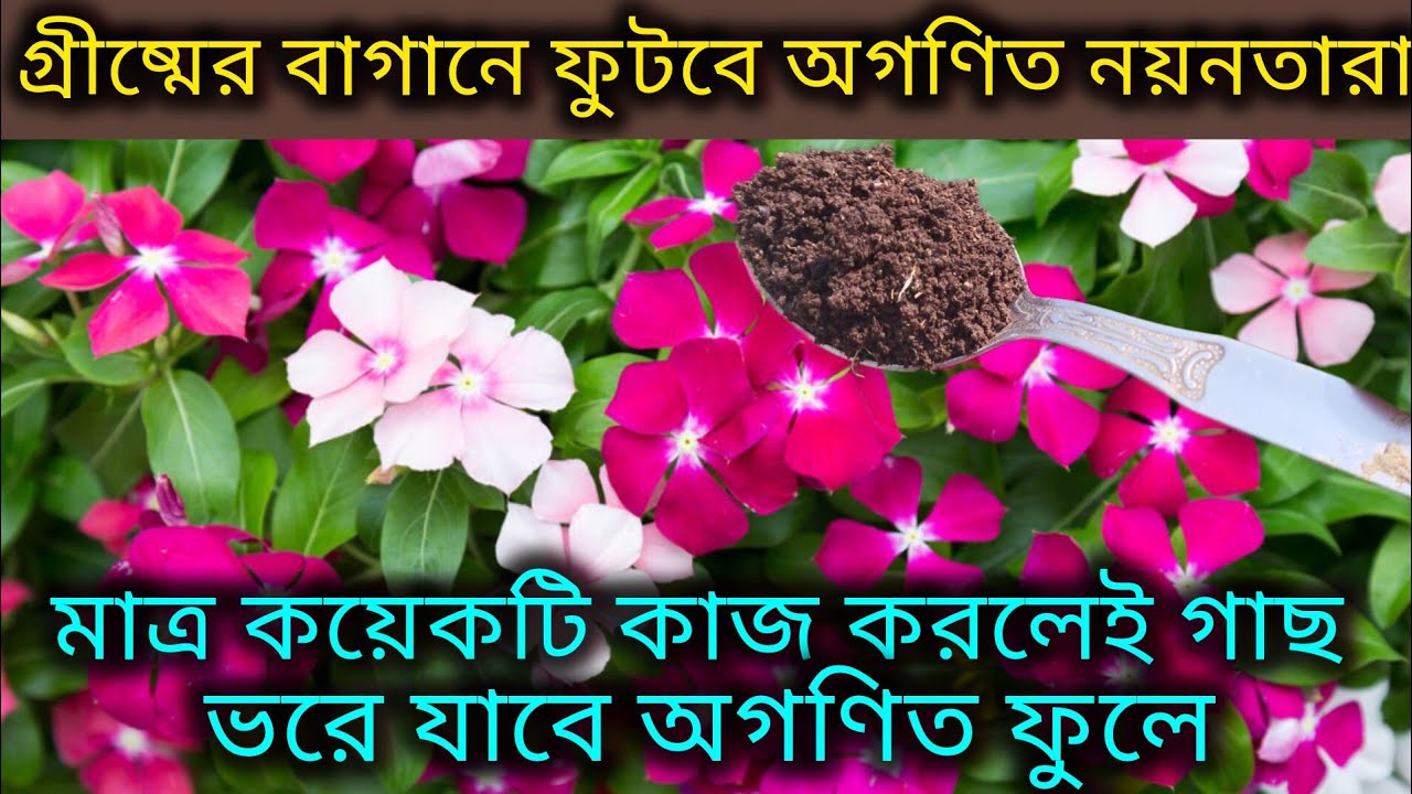 নয়নতারা গাছের ফেব্রুয়ারি মাসের পরিচর্যা/Vinca flower plant care/Sadabahar ki dekhbhal kaise kare.