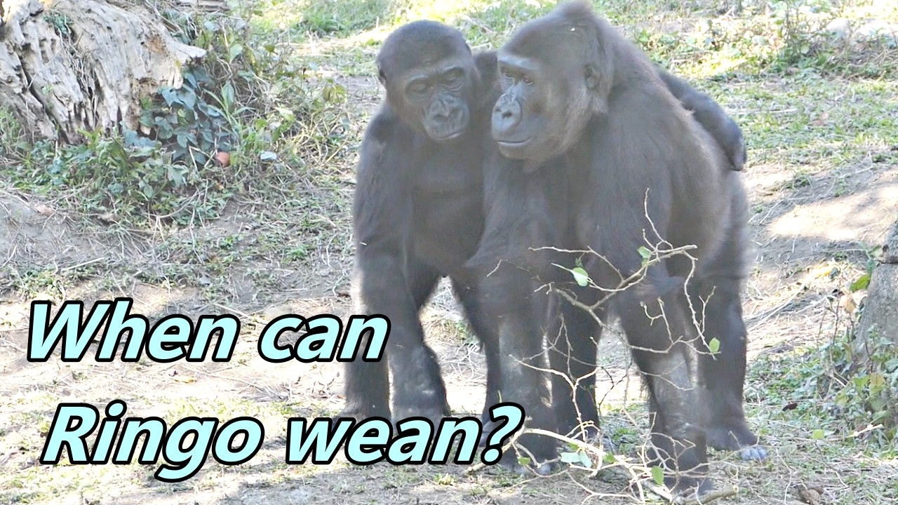 When will Ringo wean? / Ringo何時會斷奶?